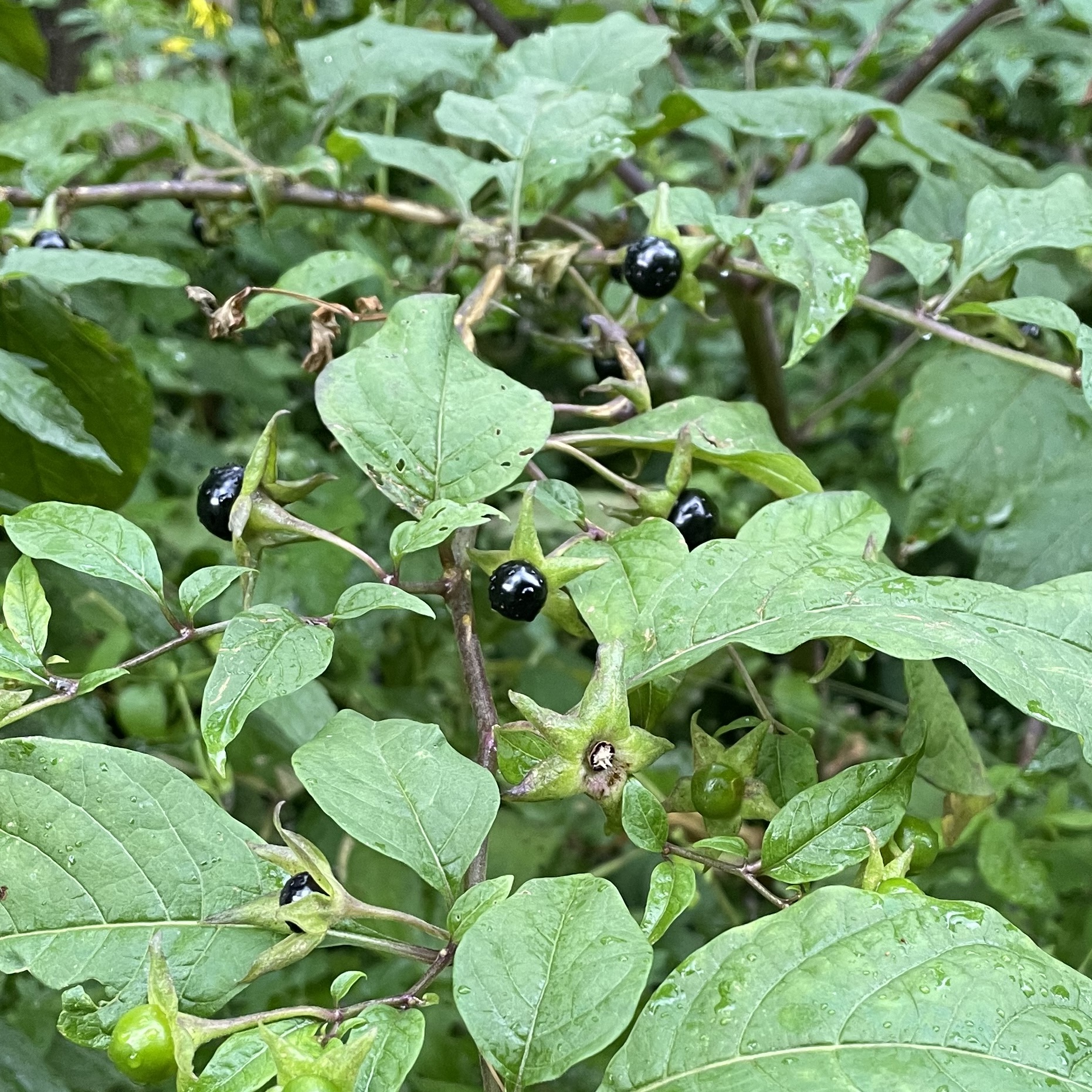ATROPA BELLA-DONA